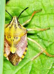 Carpocoris pudicus