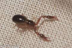 Neobisium