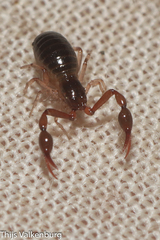 Neobisium