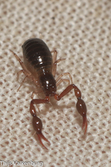 Neobisium