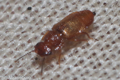 Metopsia