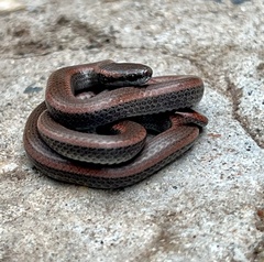 Contia tenuis
