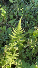 Pelazoneuron kunthii