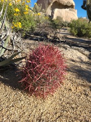 Ferocactus gracilis
