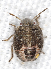 Carpocorini