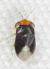 Geocoris erythrocephalus