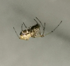 Neriene peltata