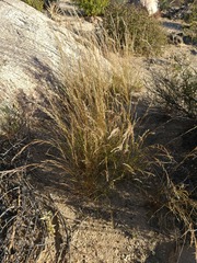 Melica imperfecta