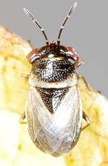 Geocoris megacephalus