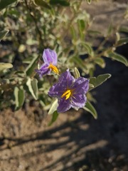 Solanum hindsianum