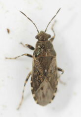 Heterogaster artemisiae