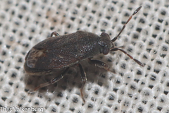 Stygnocoris