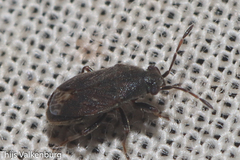 Stygnocoris