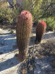 Ferocactus gracilis