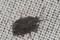 Stygnocoris