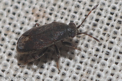 Stygnocoris