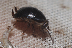 Loboptera