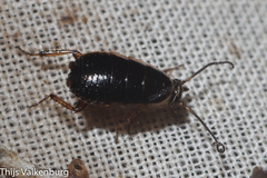 Loboptera