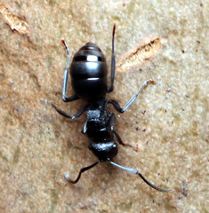Campomyrma
