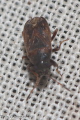 Stygnocoris