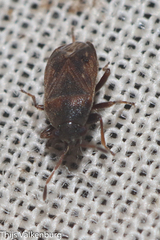 Stygnocoris