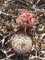 Ferocactus gracilis