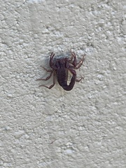 Vaejovis carolinianus