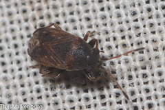 Stygnocoris