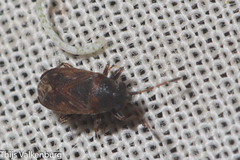 Stygnocoris