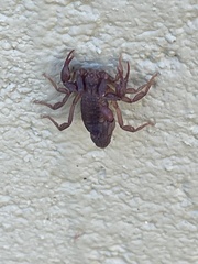 Vaejovis carolinianus