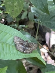Quadrus cerialis