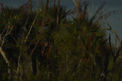 Acoelorraphe wrightii