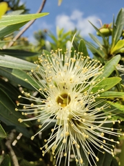 Xanthostemon verticillatus