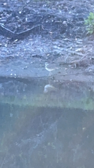 Charadrius vociferus