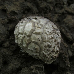 Calvatia lepidophora