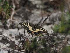 Papilio machaon