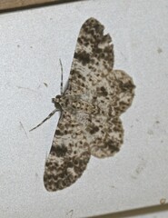 Thallogama corticola