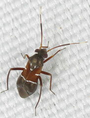 Pilophorus