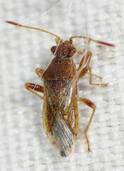 Rhopalus parumpunctatus