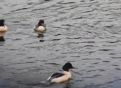 Mergus merganser
