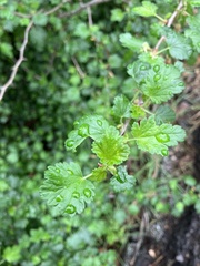 Ribes californicum
