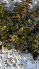 Pilea microphylla