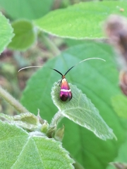 Adela australis