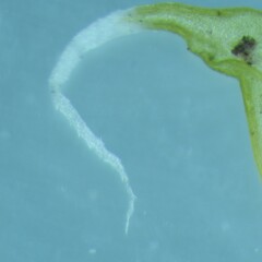 Racomitrium canescens