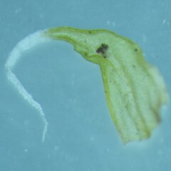 Racomitrium canescens