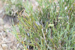 Cytisus oromediterraneus