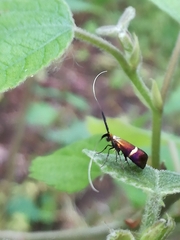 Adela australis
