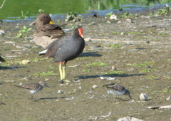 Calidris fuscicollis