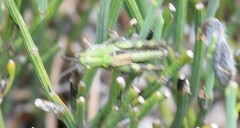 Cytisus oromediterraneus