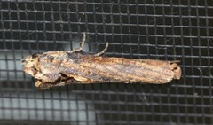 Ortholomia moluccana